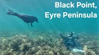 Underwater Black Point (near Whyalla) | Adelaide Freedive Tribe
