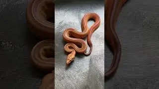 Hypo Blood Jungle Motley Boa