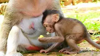 So Cute Polly Baby Monkey, Popeye Got New, Throw Older!