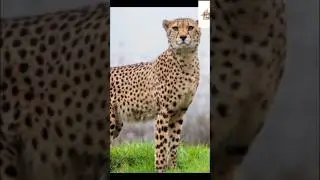 FIVE THINGS YOU NEED TO KNOW ABOUT CHEETAHS #cheetah #africa #wildlife #animals #safari
