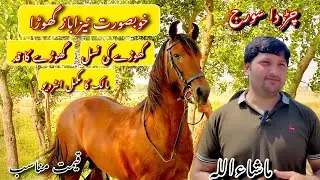 Beautiful Horse For Sale | Nezabaz Horse For sale | Horse Mandi In Pakistan | Desi horse for sale