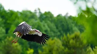 Stork flight