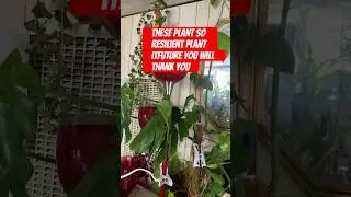 Amazing plant that will survive in any condition game over #growwithflor #garden