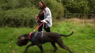 Rescue Remedies Induction Video
