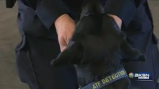 Meet Laddy: Sedgwick County&rsquo;s new arson-sniffing pup
