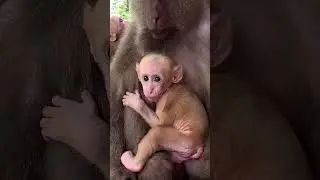 Xiaohuangmao AWW MONKEY OF FUN EVERY DAY