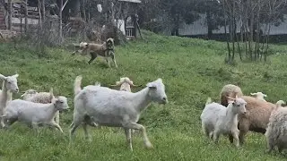 AKBAŞI DEVİREMEYEN FAÇA VE KARONG BUGÜN NEDEN TEK ÇIKARIYORUM SİZCE? 