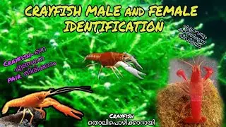 ക്രേഫിഷുകളെ പെയർ ആക്കാം | CRAYFISH MALE & FEMALE IDENTIFICATION | Part 4