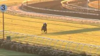 Flemington Track Gallops - October 30