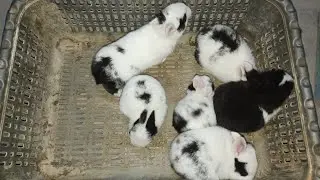 Day 17 | Baby Rabbits Growth Update 🐰 | Cute Black & White Bunny Babies | Daily Rabbit Vlog