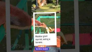 Malabar giant squirrel, eating a banana #malabargiantsquirrel #trendingshorts #coonor #simspark