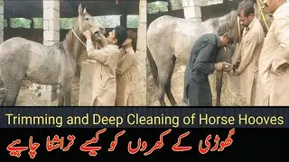 How to Clean and Trim Horse Hooves | Horse Hooves Restoration