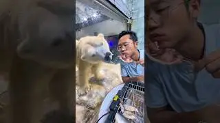 What color is a polar bear&rsquo;s hair? #animals #cute #polarbear #hair