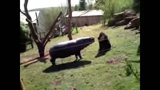 Mandrill slaps a hippo