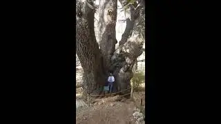 Как выглядит самый старый кедр Ливана?
