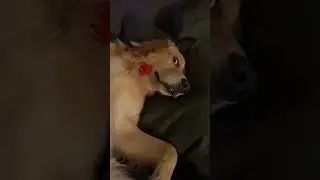 Sneaking up on my dog￼