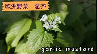 欧洲野菜：葱芥