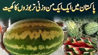 Pakistan Ka Sab Se Bara 40 KG Ka Tarbooz - Pora Khet Hi Bare Bare Watermelons Se Bhara Hua Ha