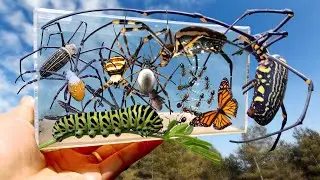 TOP Spider Hunt in Around House! Catching Giant Golden Spider, Poisonous Spider, Thausand Ants