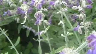 Bee Gathering Nectar