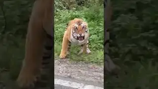 mock charge by Tigers Jim Corbett,#jimcorbett #tigers #safari #wildlife