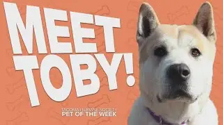 Pet Rescue of the Week: Toby