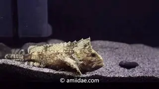 PREDATORY WaspFish Tetraroge barbata niger feeding