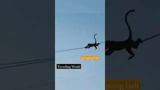 jai bajrang bali jai #geo fiber ki wire checking #comedy #funny #monkeys #foryoupage