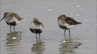 Playerito panza negra (Calidris alpina).