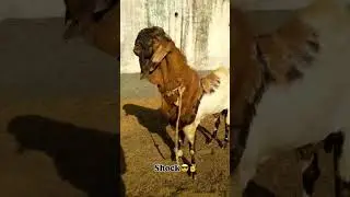 Top quality totapari breeder #goat  Razabazar # narkeldanga bakra mandi  like comment subscribe