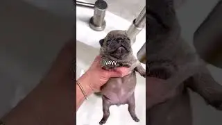 Wash mah billeh #memes #viral #love