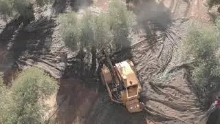 Un aceite de oliva virgen extra de m&aacute;xima calidad. Cooperativa Cozar de la Sierra.