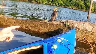 Kayaking the Raritan River: Wildlife Encounters and Rapids Adventures🦆🦢🦅
