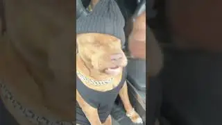 Dog nodding to DMX verse on the ruff ryders anthem.