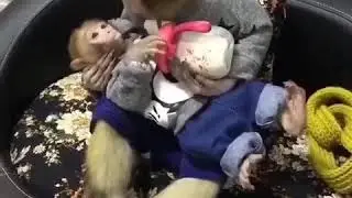 Meymun ve balasi😊