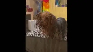 Are you still using a human hair dryer to dry your pet?⁣