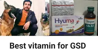 Best vitamin for GSD / dog facts