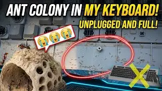 Ant Colony 😭😭😭 in My Keyboard⚡️UnB Tech 