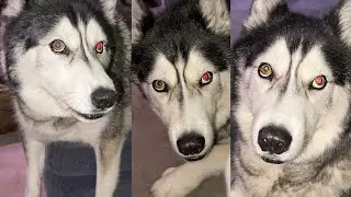 Trying To Guess What My Grumpy Husky Wants!