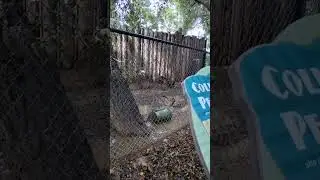 Come to the zoo with me (irl vid)