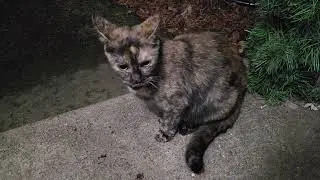 Голодная бездомная кошечка снова вернулась за бесплатным обедом!