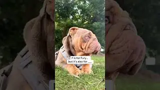 #dogshorts #dog #dogpersonality
