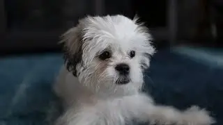 Shih Tzu and Seasonal Fashion Styling for All Climates