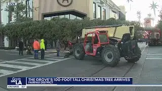 100-ft Christmas tree arrives at The Grove