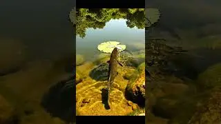 🎣 CRAZY Fish ATTACK Bait! 🤯 You Won't Believe What Happened! 🐟