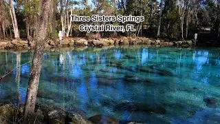 A stroll around the Three Sisters Springs in Crystal River, FL January 2025