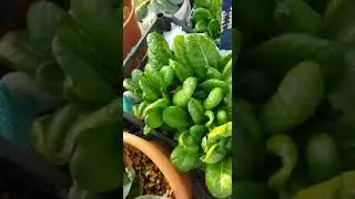 🎍🌾⛏natural vegetables⛏🌾🎍