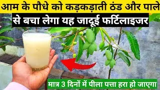 आम के पौधों को कड़कड़ाती ठंड और पाले से बचा लेगा यह जादूई फर्टिलाइजर |मात्र 3 दिन में पीला पत्ता हरा