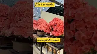 Beautiful #flower #tree s #diy #homedecor #howto #garden #plant #viral #views #shorts #fyp #best