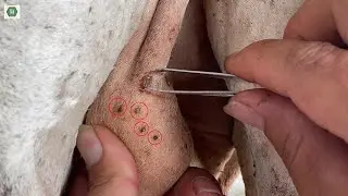 Rescue poor animals by removing several ticks.